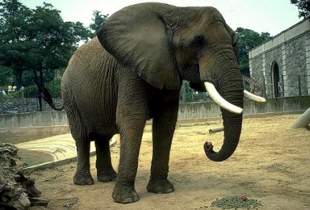 elefante.jpg