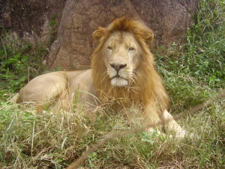 leones-camerun.jpg