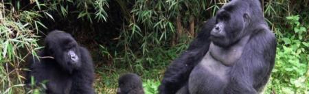 gorilas-africa.jpg