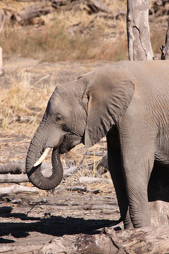 africa-elefantes.jpg
